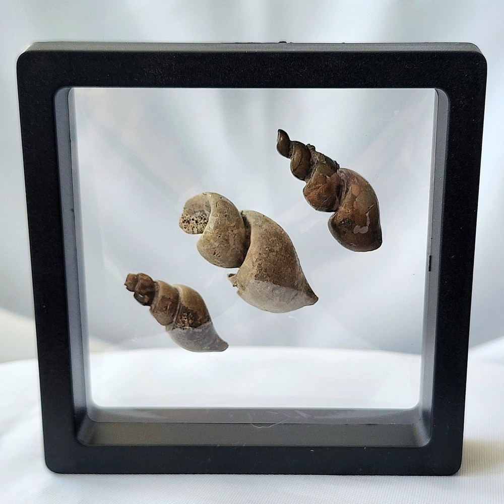 Fossilized Sea Snails Displayed in Shadow Box Natural History Specimen